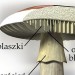 Kurs klasyfikatora grzybów