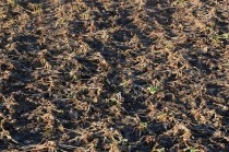 Będzie pomoc rządowa dla rolników, którym wymarzły uprawy
