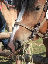 V Czempionat Źrebiąt Ras Zimnokrwistych