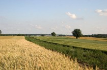 Wsparcie na modernizację gospodarstw rolnych 