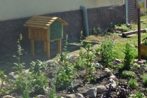 Jeglia na ratunek pszczołom.