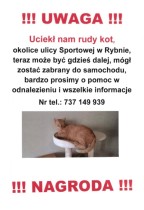 Pomóż odnaleźć kota