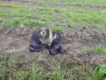 Pilne! Pies bez opieki w Koszelewach