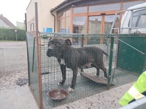 Szukamy właściciela łagodnej suczki