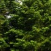 Zmiany w przepisach dotycących wycinki drzew
