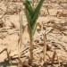 Uwaga rolnicy! Szacowanie szkód związanych z suszą.
