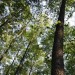 Wsparcie na inwestycje zwiększające odporność ekosystemów leśnych