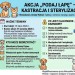 Program bezpłatnej kastracji i sterylizacji zwierząt - nabór wniosków